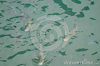 Golden grey mullets Stock Photo