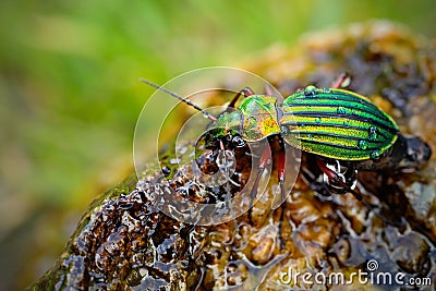 Golden ground beetle, Carabus auronitens, beautiful glossy insect on the wet stone. Water scene with shiny Golden ground beetle. Stock Photo