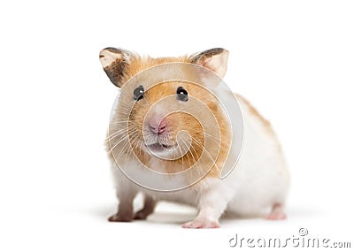 Golden Hamster in front of white background Stock Photo