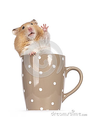 Golden hamster on white background Stock Photo