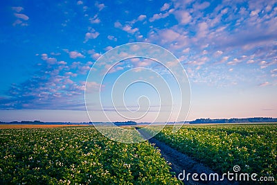 Golden Harvest: Serene Morning in the Countryside Potato Field Stock Photo