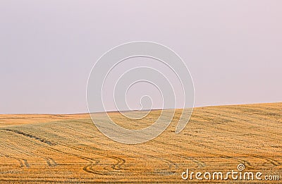 Golden Harvested Fields Lavender Skies Stock Photo