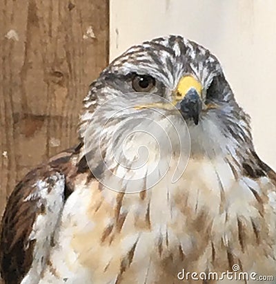 A Golden Hawk In The Glance Stock Photo