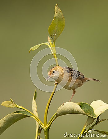 Golden headed Cisticola Cisticola exilis Stock Photo