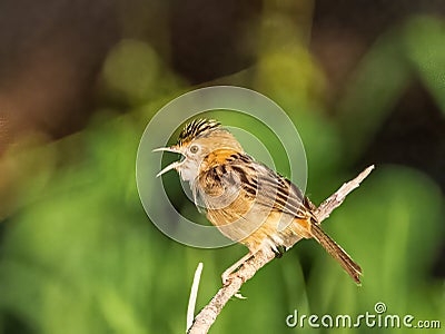 Golden Headed Cisticola Stock Photo