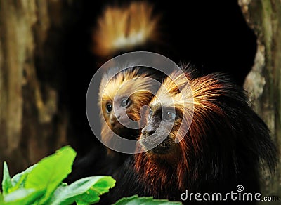 Golden headed Lion Tamarin Stock Photo