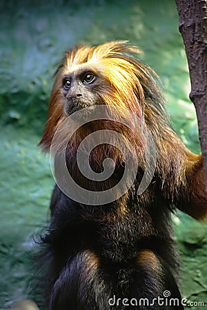 Golden-headed Lion Tamarin Stock Photo