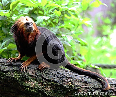 Golden-Headed Lion Tamarin at Apenheul Stock Photo