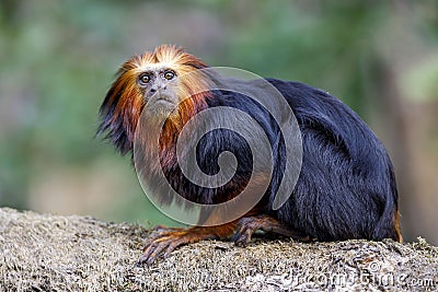 Golden-headed lion tamarin Stock Photo