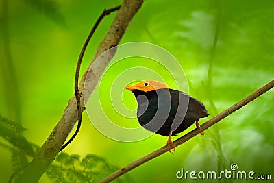 Golden-headed manakin, Ceratopipra erythrocephala, rare bizar bird, Trinidad and Tobago, Central America. Wildlife scene from natu Stock Photo