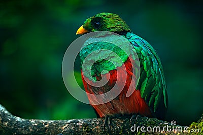 Golden-headed Quetzal, Pharomachrus auriceps, Ecuador. Stock Photo