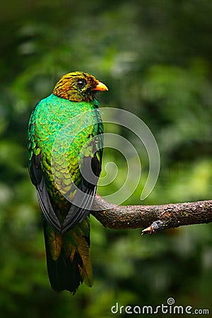 Golden-headed Quetzal, Pharomachrus auriceps, Ecuador. Tropic exotic bird in the forest. Wildlife Amazon. Stock Photo