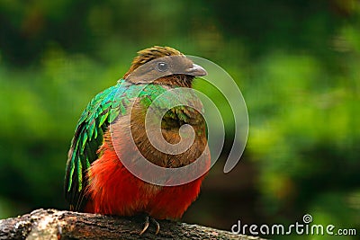 Golden-headed Quetzal, Pharomachrus auriceps, Magnificent sacred green and red bird. Detail portrait Quetzal from Colombia with bl Stock Photo