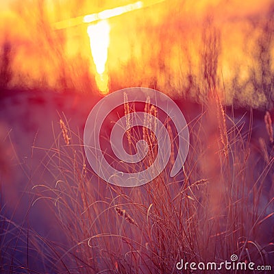 Golden Horizon: Baltic Sea Beach Basking in Sunset's Glow. Stock Photo