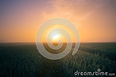 Golden Horizons: Majestic Summer Sunrise over Countryside Wheat Field Stock Photo