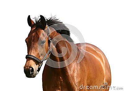 Golden horse Stock Photo