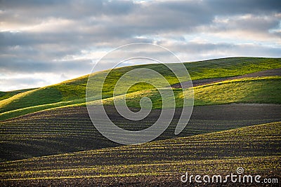 The golden hour of sunset illuminates an idyllic scene of rows of freshly sprouted green crops and a grassy hill Stock Photo