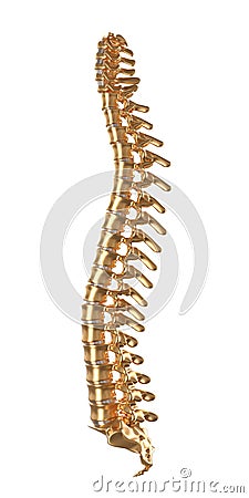 Golden human spine model isolated on white Cartoon Illustration