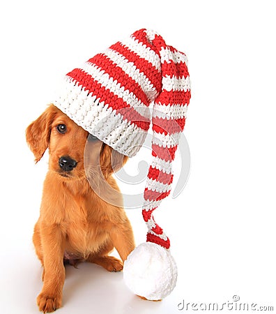 Golden Irish Christmas puppy Stock Photo