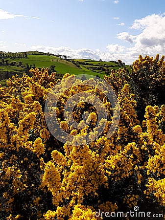 Golden Irish Gorse Flowers in Bloom Stock Photo