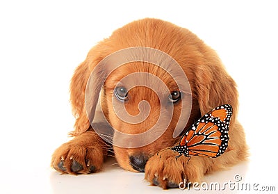 Golden Irish puppy Stock Photo