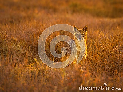 Golden Jackal Stock Photo