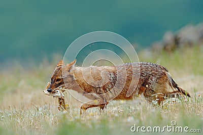 Golden jackal, Canis aureus, feeding scene with meadow, Madzharovo, Eastern Rhodopes, Bulgaria. Wildlife Balkan. Wild dog behaviou Stock Photo