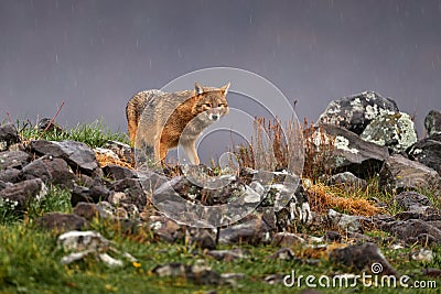 Golden jackal, Canis aureus, feeding scene on stone rock, Eastern Rhodopes. Wild dog behaviour scene in nature. Mountain animal in Stock Photo