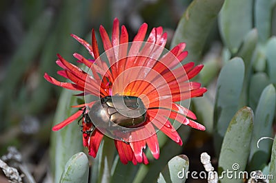 Golden Jewel scarab on Malephora crocea red and orange succulent ice plant Stock Photo