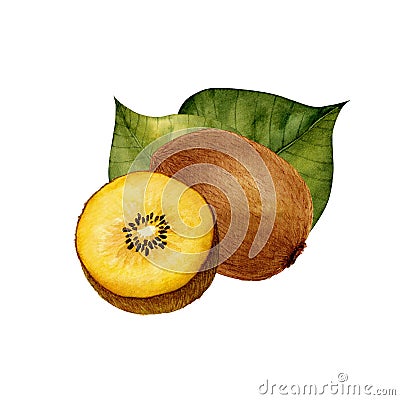 Golden kiwi fruit - Actinidia chinensis. Yellow fruits and leaves. Watercolor illustration isolated on white Cartoon Illustration