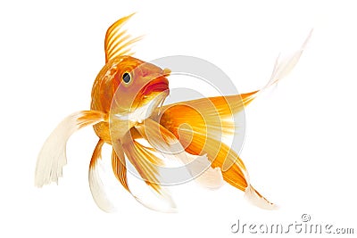 Golden Koi Fish Stock Photo