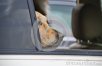 Golden lab in car with open window with just his nose and eyes showing in window-looking thoughtful Stock Photo