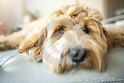Golden Labradoodle dog at home on the sofa Stock Photo