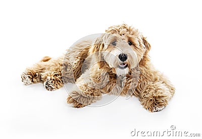 Golden Labradoodle dog isolated on white background Stock Photo