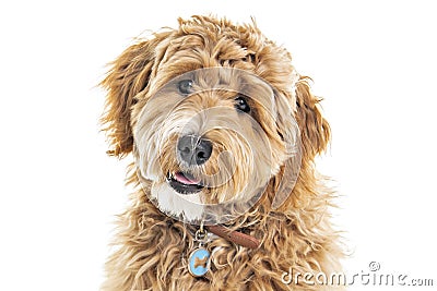 Golden Labradoodle dog isolated on white background Stock Photo