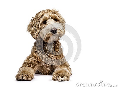 Golden labradoodle on white background Stock Photo