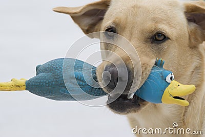 Golden labrador with toy duck Stock Photo