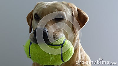 Golden Labrador ball Stock Photo