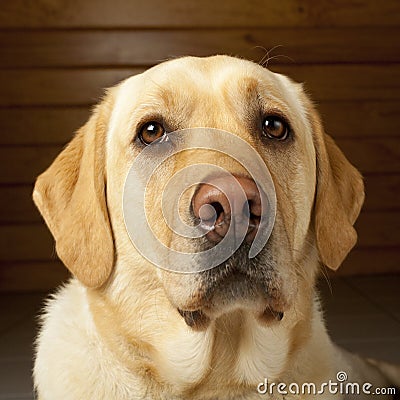 Golden Labrador Portrait Stock Photo