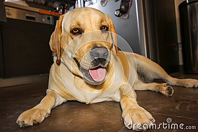 Golden Labrador resting after a 10 km walk in the fields Stock Photo