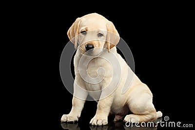 Golden Labrador Retriever puppy isolated on black background Stock Photo