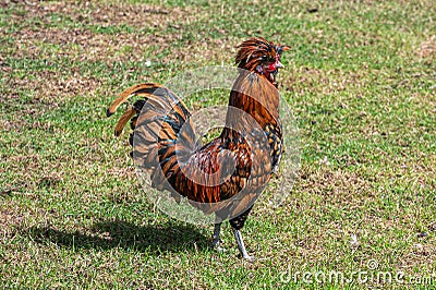 Golden laced polish rooster cockerel Stock Photo