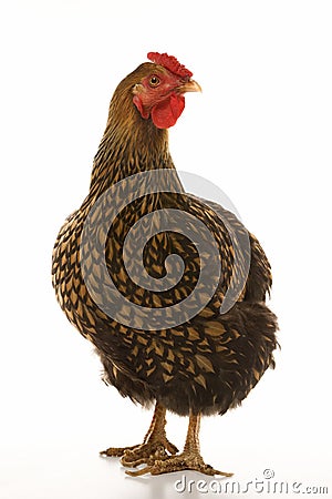 Golden Laced Wyandotte chicken. Stock Photo