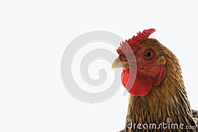 Golden Laced Wyandotte chicken Stock Photo