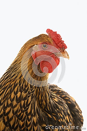 Golden Laced Wyandotte chicken Stock Photo