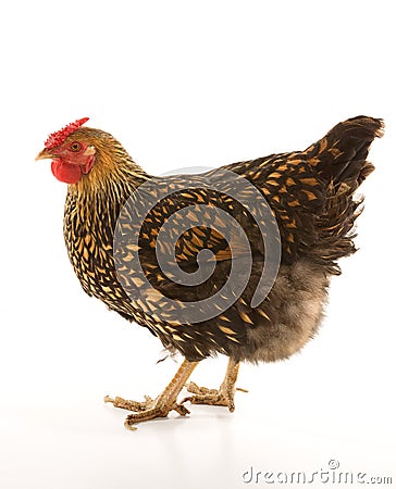 Golden Laced Wyandotte chicken Stock Photo