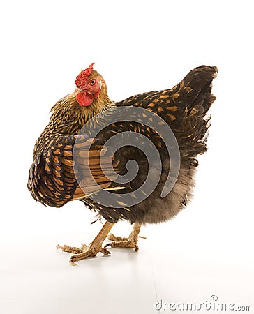 Golden Laced Wyandotte chicken Stock Photo