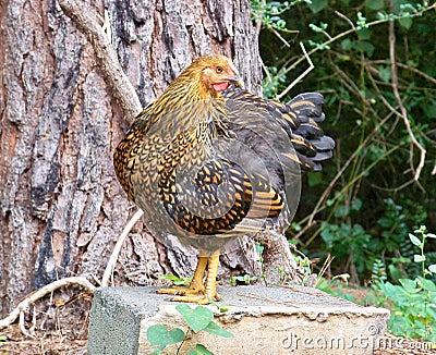 Golden Laced Wyandotte Chicken Stock Photo