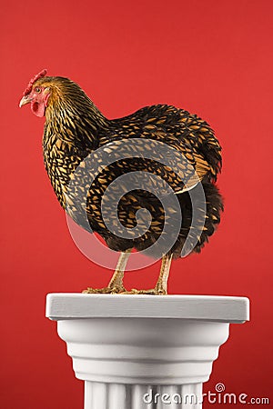 Golden Laced Wyandotte chicken standing on column. Stock Photo