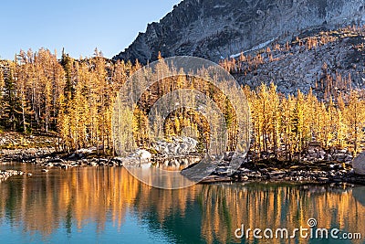 Golden larches on Leprechaun Lake in enchantment lakes wilderness Stock Photo